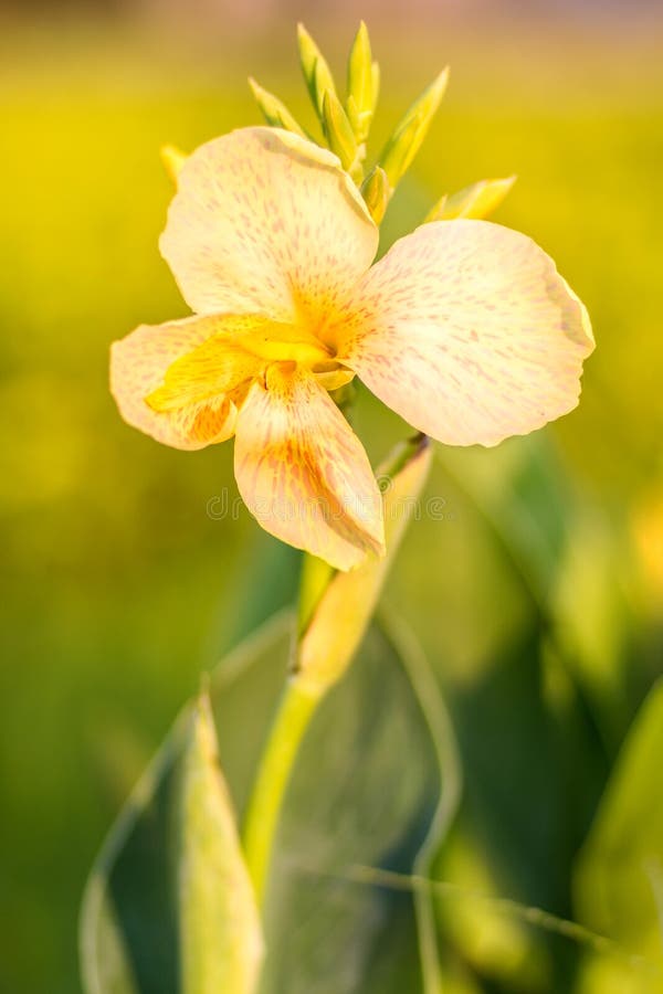 Fleur Blanche Canna De Canna Indica Dans Le Jardin Avec Le CCB Brouillé  Photo stock - Image du beau, centrale: 64118836