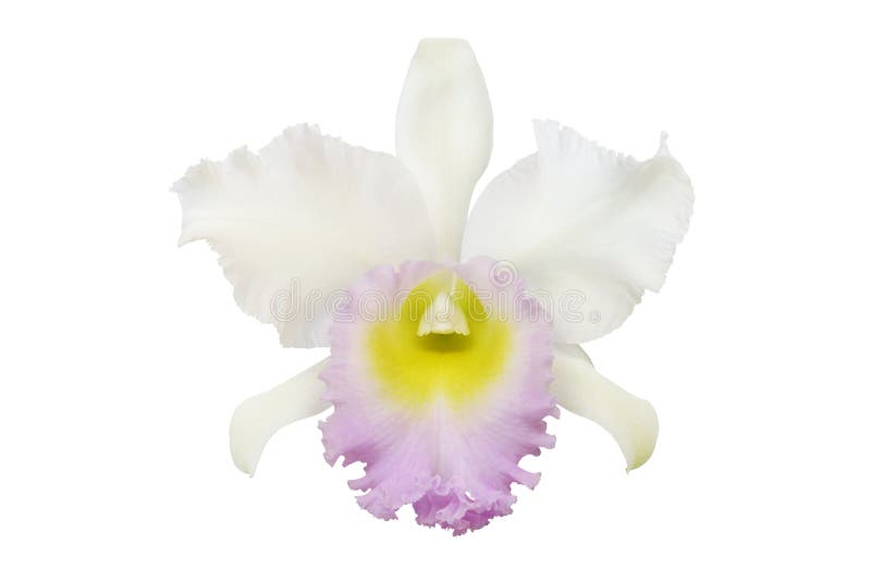 Fleur Blanche Cattleya Orchid Isolée Sur Le Fond Blanc Photo stock - Image  du exotique, blanc: 167081748