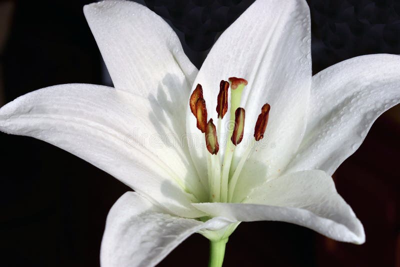 Fleur Blanche D'avec Les Amaryllis Stamens Et Le Pistil Photo stock - Image  du isolement, culture: 170427028