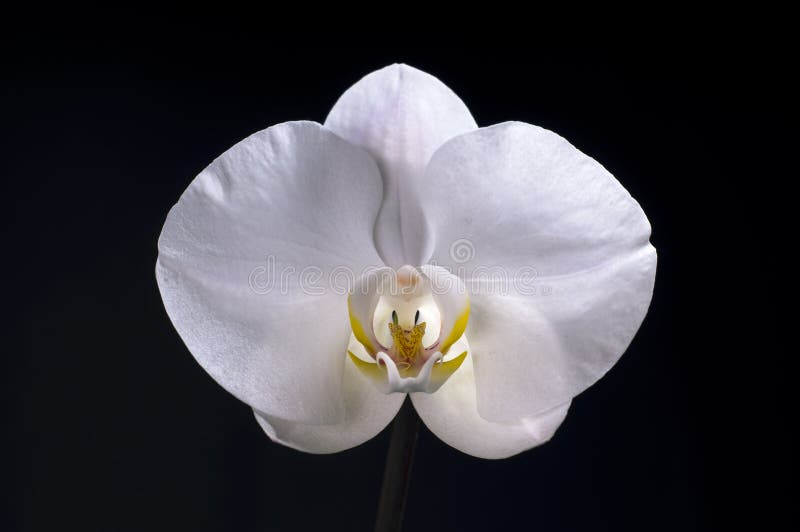 Fleur blanche d'orchidée sur le fond noir photographie stock Fleur blanche d'orchidée sur le fond noir photographie stock