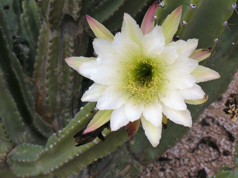 Fleur de cactus de cierge image stock. Image du cactus 2708289