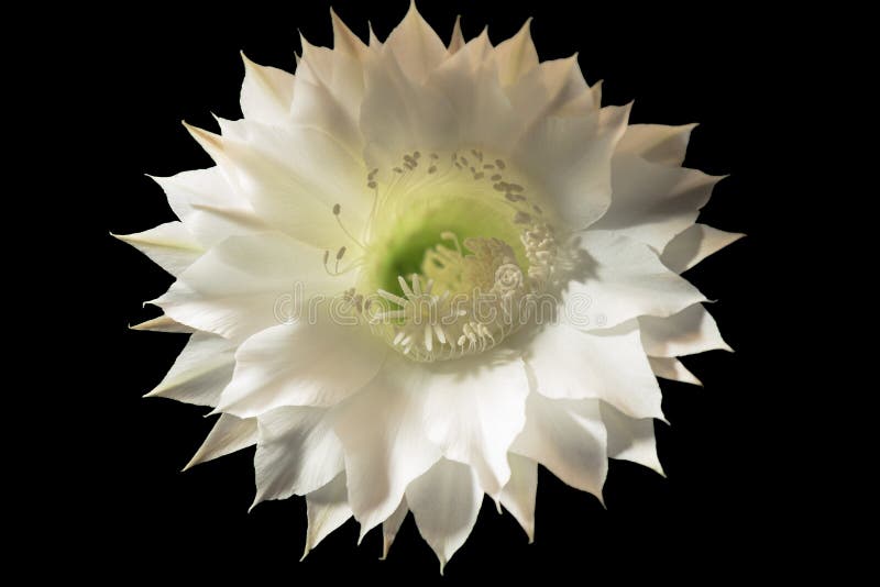 Fleur Blanche De Cactus Sur Un Fond Noir Photo stock Image du pollen