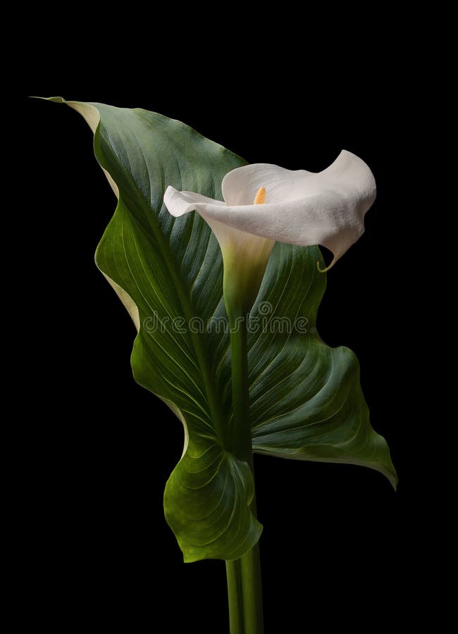 Fleur Blanche De Calla Avec La Grande Feuille Verte Photo stock - Image du  gentil, oriental: 55524484