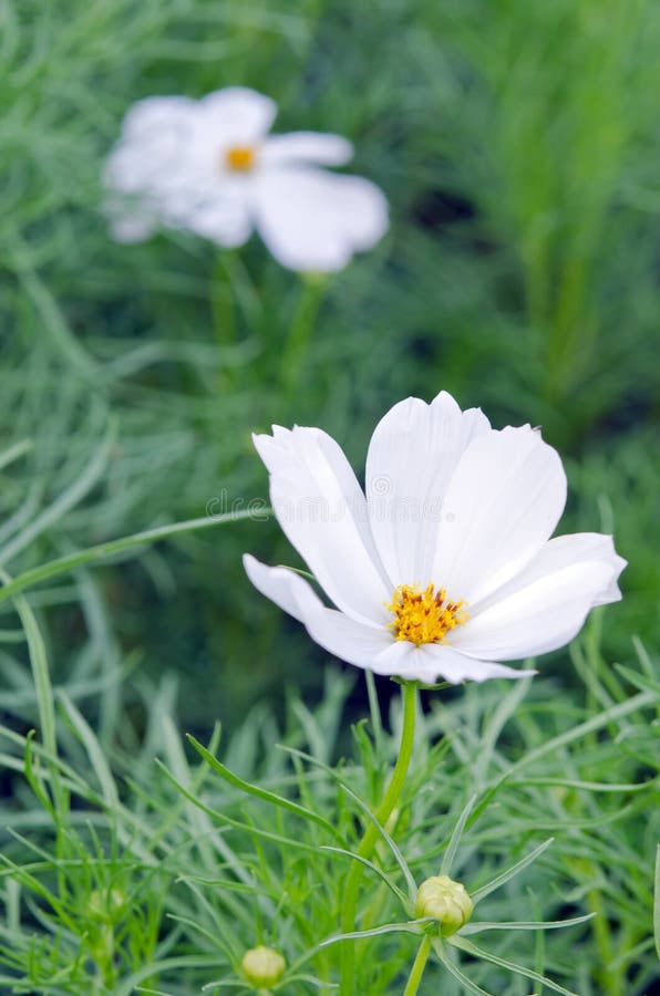 Fleur blanche de cosmos ou fleur d'aiguille espagnole avec le backgrou d'herbe photographie stock libre de droits Fleur blanche de cosmos ou fleur d'aiguille espagnole avec le backgrou d'herbe photographie stock libre de droits