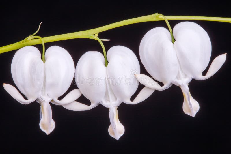 White Bleeding heart flower against black background (Dicentra spectabilis Alba). White Bleeding heart flower against black background (Dicentra spectabilis Alba).