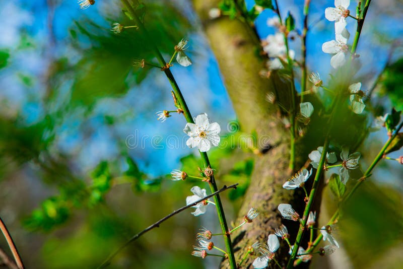 Fleur Blanche De Fleurs De Vue Panoramique De L'espace D'environnement De  Saison Du Printemps à Pied Le Temps Coloré De Jour Clair Photo stock -  Image du flore, extérieur: 206036650