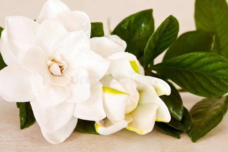 Fleur blanche de Gardenia photo stock. Image du floral - 14940290