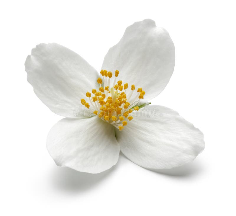 Fleur Blanche De Jasmin Sur Le Fond Blanc Photo stock - Image du thé, fleur:  136417302