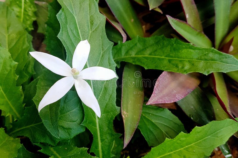 Fleur blanche de 5 pétales photo stock. Image du beau - 128477208