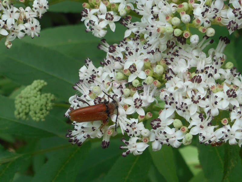 Fleur blanche de scarabée d'insecte de Brown d'un buisson de baie de sureau image libre de droits Fleur blanche de scarabée d'insecte de Brown d'un buisson de baie de sureau image libre de droits