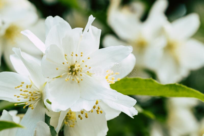 Fleur blanche de seringa photo stock. Image du floraison - 182893344