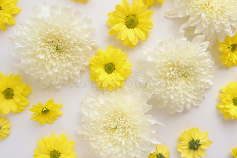 Fleur Blanche Et Jaune, Chrysantemum Photo étendue Plate De Dahlia Fleurs  D'automne Photo stock - Image du marguerite, fragile: 197203074