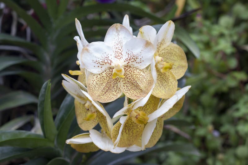 Fleur Blanche Et Jaune De Fleurs De Vanda D'orchidées Dans Le Jardin Image  stock - Image du décoration, sensible: 199183923