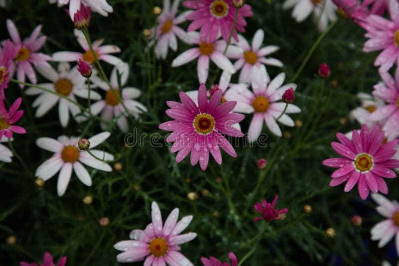 Fleur blanche et rose photo stock. Image du blanc, multicolore 104844528