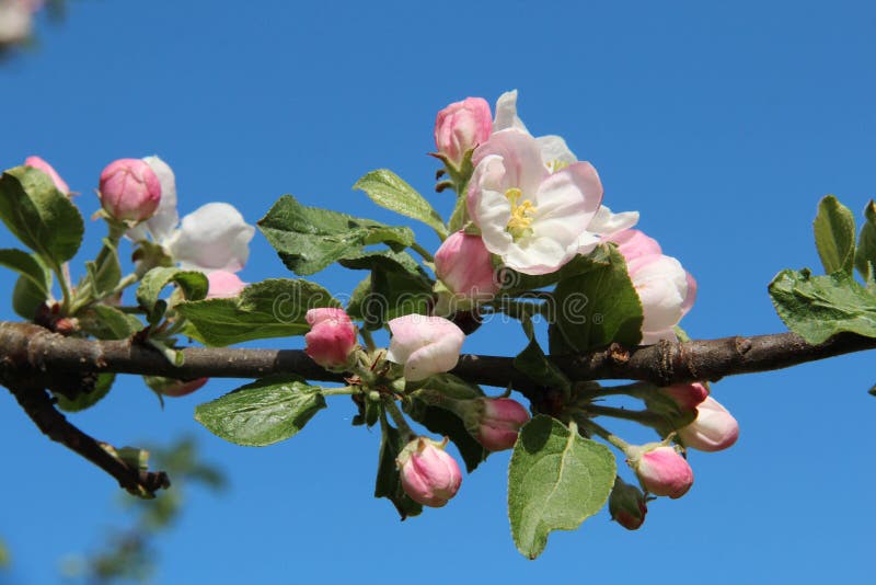 Fleur blanche et rose de pomme, plan rapproché contre un ciel bleu photos libres de droits Fleur blanche et rose de pomme, plan rapproché contre un ciel bleu photos libres de droits
