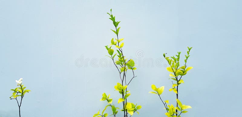 Fleur blanche ou mok fleurissant de feuilles vertes isolées sur fond de mur gris avec espace de copie en ton vintage image libre de droits Fleur blanche ou mok fleurissant de feuilles vertes isolées sur fond de mur gris avec espace de copie en ton vintage image libre de droits
