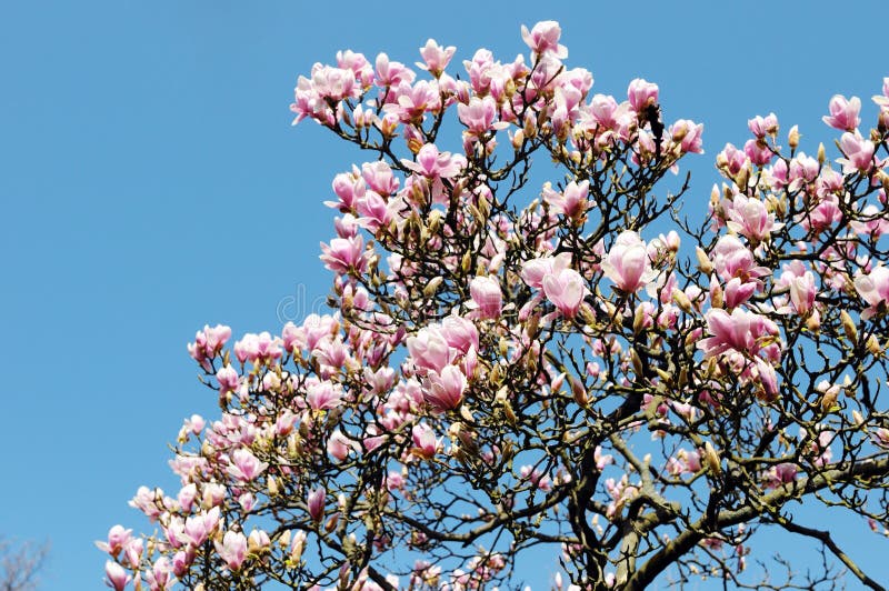 Fleur Blanche Rose D'arbre De Magnolia Dans Le Printemps Photo stock