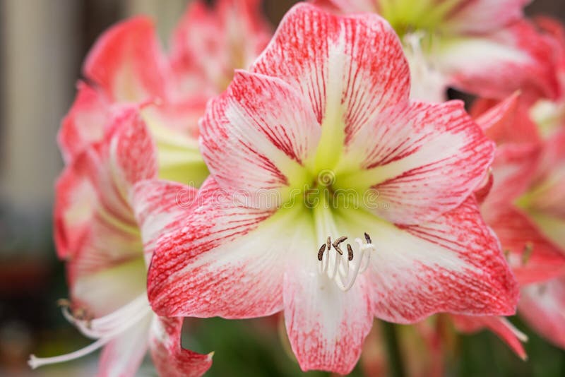 Fleur Blanche Rouge D'Alstroemeria - Lis Des Inca Photo stock - Image du  pétale, beauté: 94602302