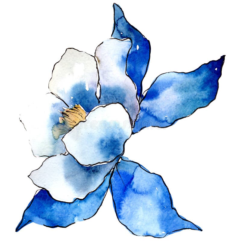 Fleur bleue d'ancolie Élément d'isolement d'illustration d'ancolie Ensemble d'illustration de fond d'aquarelle illustration stock Fleur bleue d'ancolie Élément d'isolement d'illustration d'ancolie Ensemble d'illustration de fond d'aquarelle illustration stock