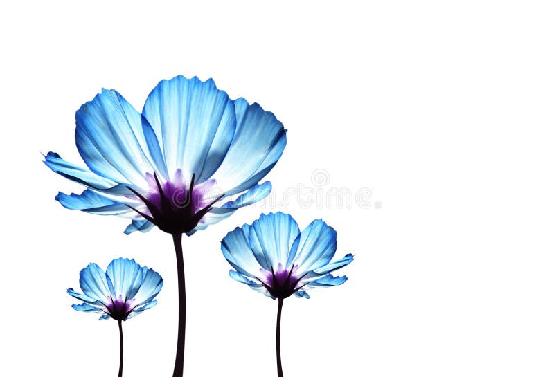 Fleurs bleues de cosmos photo stock. Image du beau, bleu - 71656200