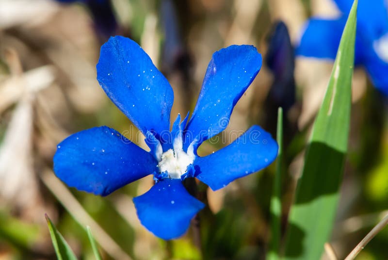 Fleur Bleue Intense Gentiane Kurzblattriger Enzian Avec Corolle Blanche  Photo stock - Image du bleu, fleur: 227693606