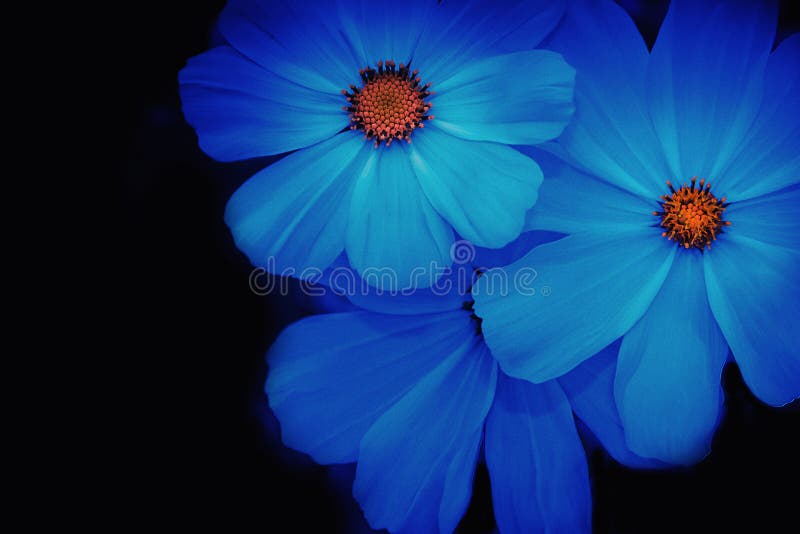 Fleur Bleue Molle Et Brouillée De Cosmos Photo stock - Image du normal,  type: 78491438