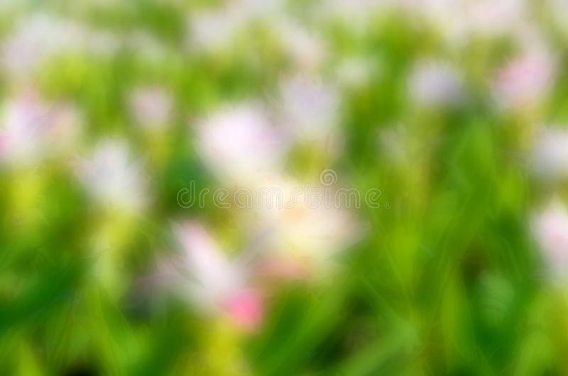 Fleur brouillée par résumé photo stock Fleur brouillée par résumé photo stock