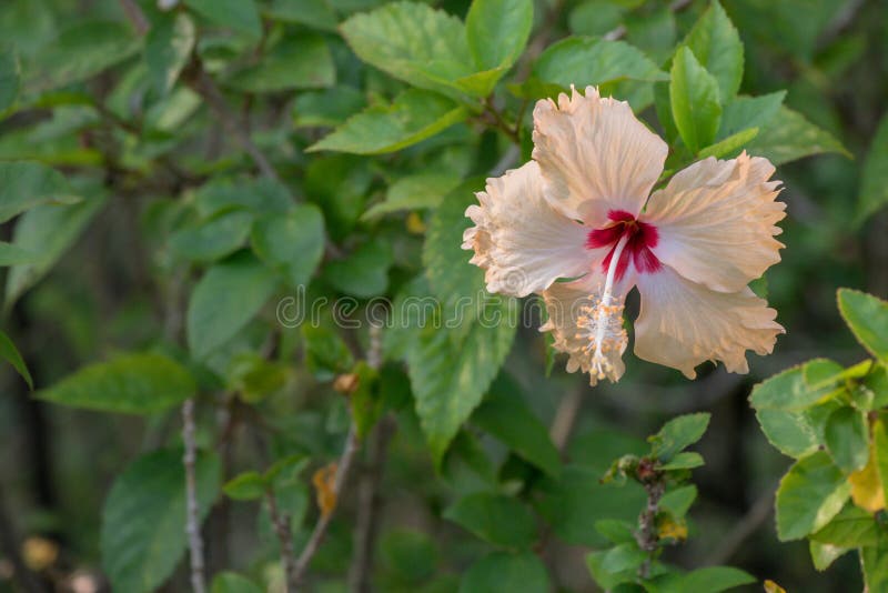 Fleur colorée d'Hibiscus Rosa-Sinensis dans le jardin photo stock Fleur colorée d'Hibiscus Rosa-Sinensis dans le jardin photo stock