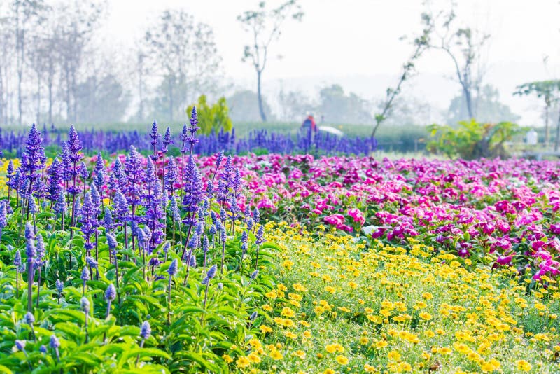 Fleur colorée dans le jardin formel image stock Fleur colorée dans le jardin formel image stock