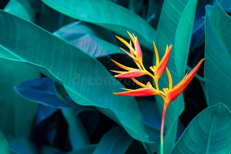 Fleur colorée de feuilles tropicales sur la nature vert-foncé de feuillage de feuillage de fond tropical foncé de nature