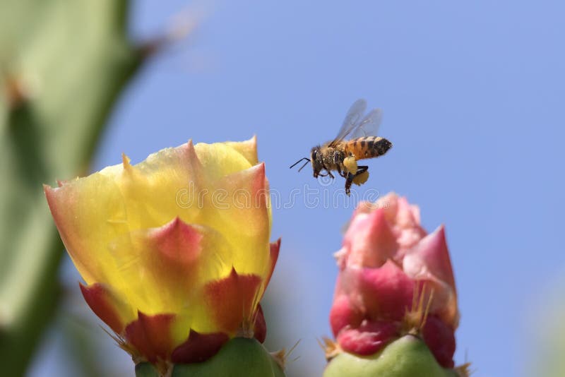 Fleur d'abeille et de cactus photo libre de droits Fleur d'abeille et de cactus photo libre de droits