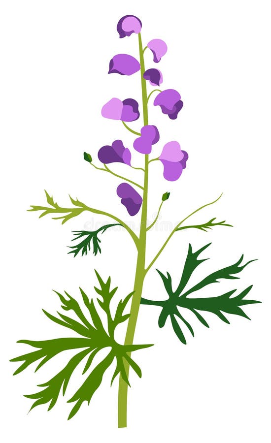 Blooming aconite flower, medicinal effect of herb, decoration and treatment. Aconitum perennial plant, wildflower with blossom and flourishing. Shrubs and bushes composition. Vector in flat style. Blooming aconite flower, medicinal effect of herb, decoration and treatment. Aconitum perennial plant, wildflower with blossom and flourishing. Shrubs and bushes composition. Vector in flat style