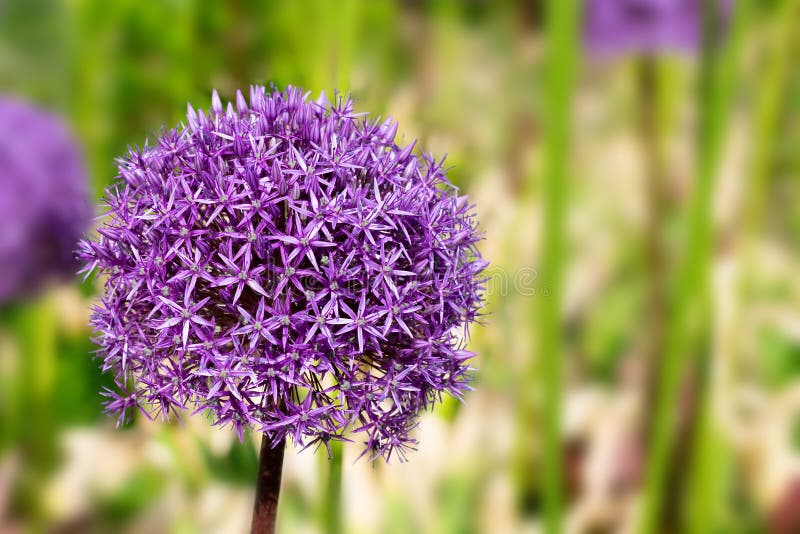 Fleur D'allium De Violet Géant Aux Rayons Du Soleil Sur Fond De Boule Photo  stock - Image du bille, pré: 157249174