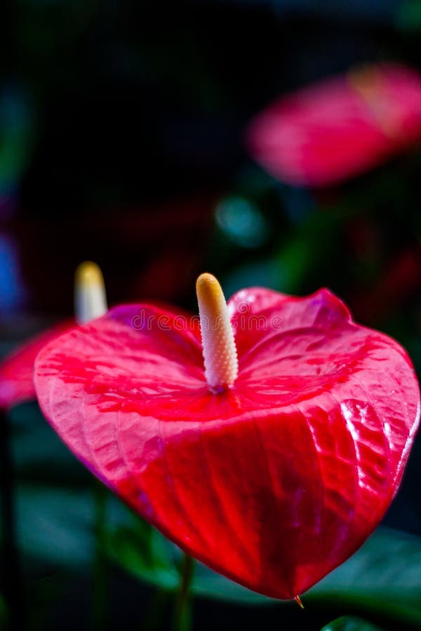 Fleur D'anthurium Rouge Et Brillante Avec Fond Sombre. Fleur D'amour. Belle  Fleur Exotique Image stock - Image du normal, latin: 176426533