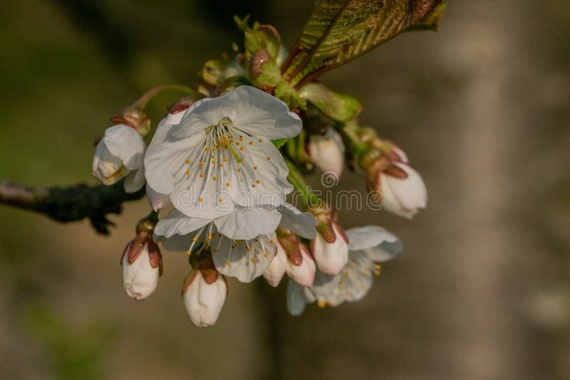 Fleur d'arbre de printemps