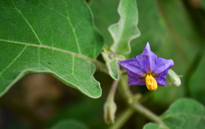 Fleur D'aubergines Dans Le Potager Photo stock Image du nature