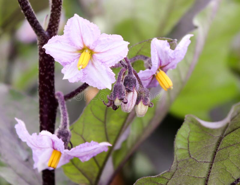 Fleur d'aubergine photo stock. Image du petit, maturation 17157930