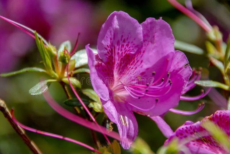 Fleur d'azalée de Phoenicia de lis péruvien image stock Fleur d'azalée de Phoenicia de lis péruvien image stock