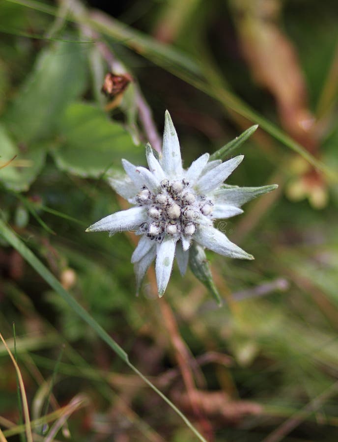 Fleur d'edelweiss photos libres de droits Fleur d'edelweiss photos libres de droits