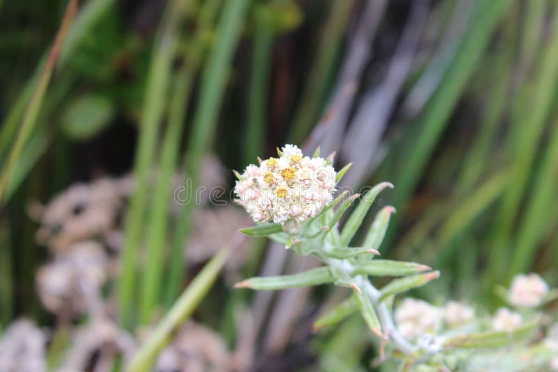 Fleur d'edelweiss douce très rare. esthétique bokeh. Gros plan fleur d'edelweiss sucré très rare. bokee esthétique
