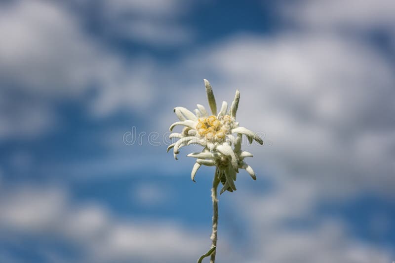 Fleur D'edelweiss Rare Sur Fond De Ciel Bleu Naturel Extérieur Fond  Botanique Photo stock - Image du brouillé, bleu: 248532054