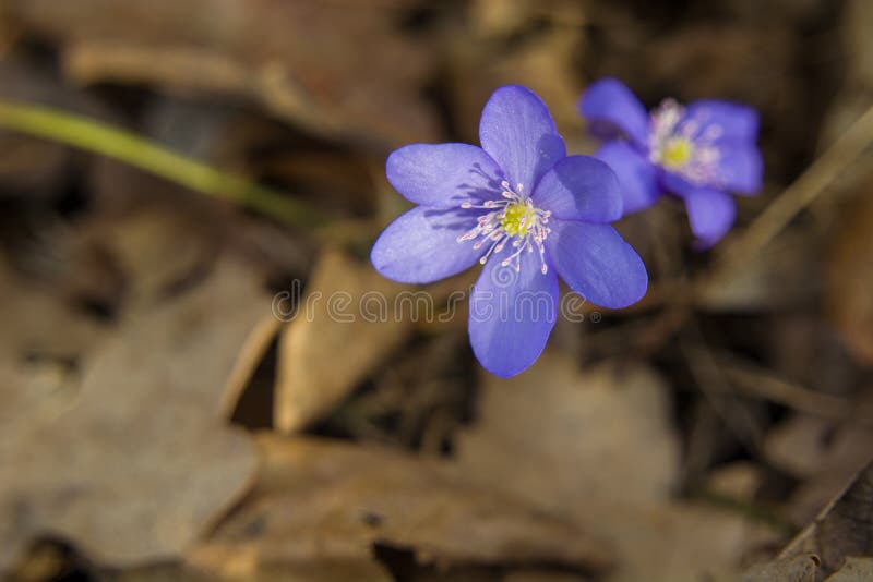 Fleur d'hépatique - fin photo stock Fleur d'hépatique - fin photo stock