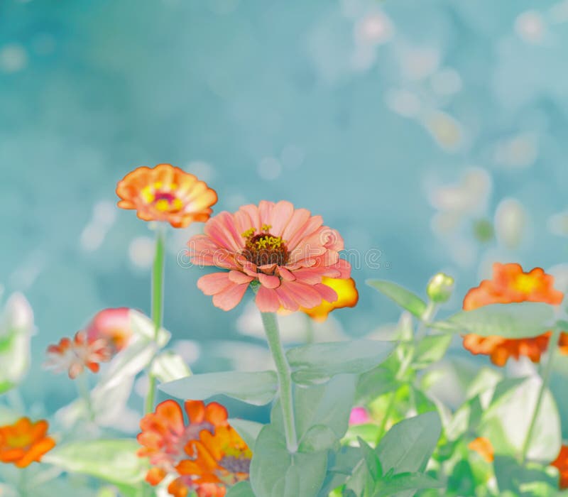 Fleur d'héritage de Zinnias photos libres de droits Fleur d'héritage de Zinnias photos libres de droits