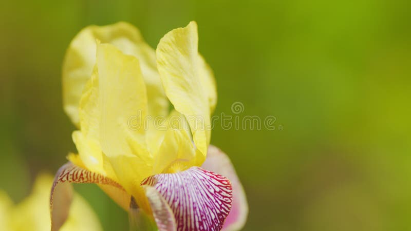 Fleur d'iris jaune. chutes jaunes avec rayures violettes et dôme jaune. fermer. banque de vidéos
