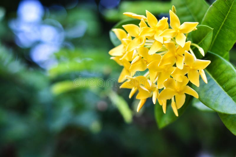 Fleur d'Ixora/fleur jaune de fleur d'Ixora dans un jardin - fleur de transitoire photos libres de droits Fleur d'Ixora/fleur jaune de fleur d'Ixora dans un jardin - fleur de transitoire photos libres de droits