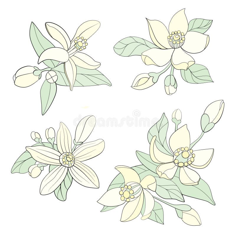 Fleur d`orange flowers stock vector. Illustration of retro - 136641870