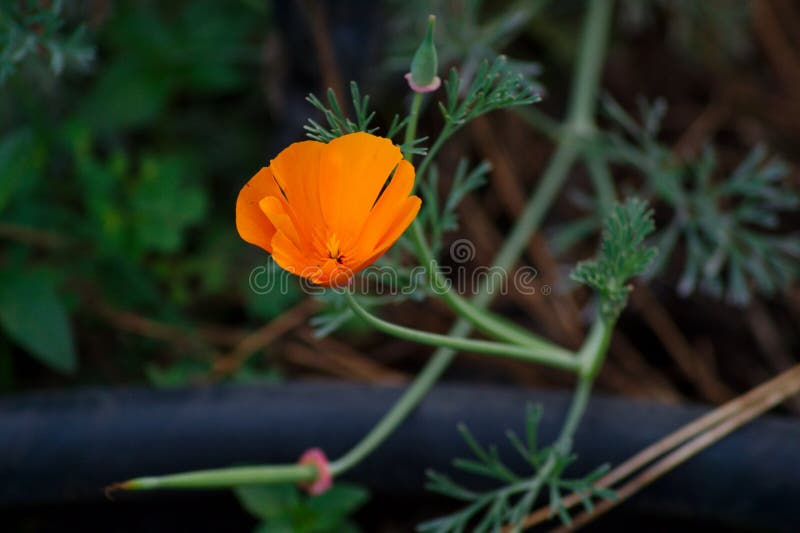 Fleur d'orange sauvage image stock. Image du avec, orange - 76755237