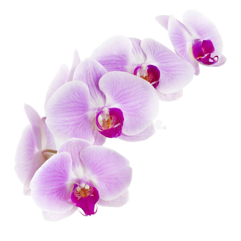 Fleur D'orchidée Mauve, Orchidée De Papillon Rose De Phalaenopsis Isolée  Sur Fond Blanc, Avec Chemin D'écorce Photo stock - Image du parfum,  exotique: 160960280