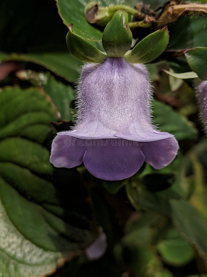 Fleur D'orchidée Violette Clochette Dans Le Jardin Photo stock - Image du  lilas, ville: 213511378