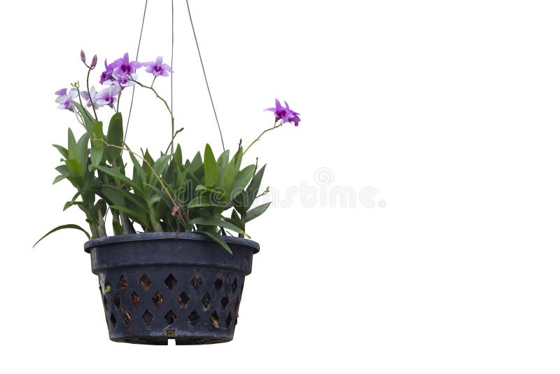 Fleur D'orchidée Violette Et Blanche Pendante Dans Un Pot En Plastique Noir  Isolé Sur Fond Blanc Inclus Chemin D'écrêtage. Photo stock - Image du  arrêter, découpage: 248310554